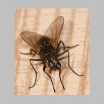 Musca domestica - Stubenfliege 01.jpg